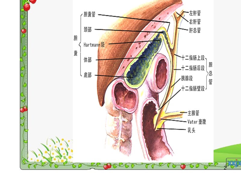 胆总管结石术后护理ppt课件_第2页