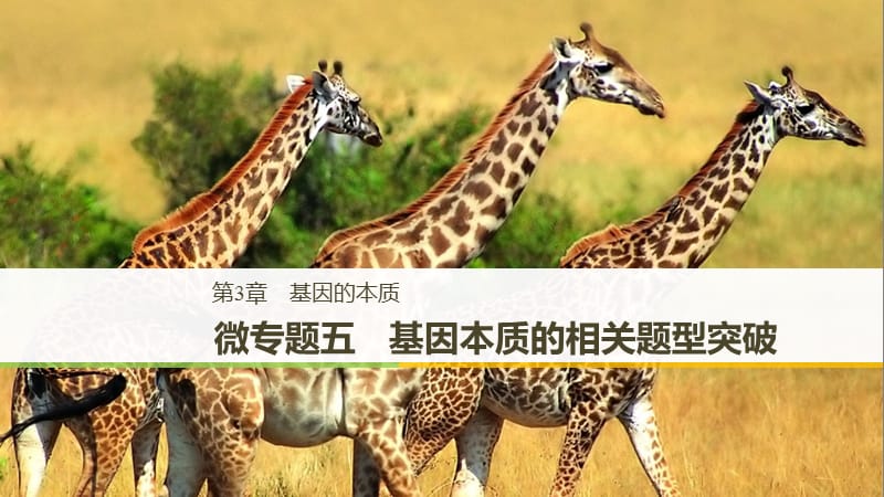 （粵渝冀遼蘇皖閩鄂湘津京魯瓊專用）2018-2019學年高中生物 第3章 基因的本質 微專題五 基因本質的相關題型突破課件 新人教版必修2.ppt_第1頁