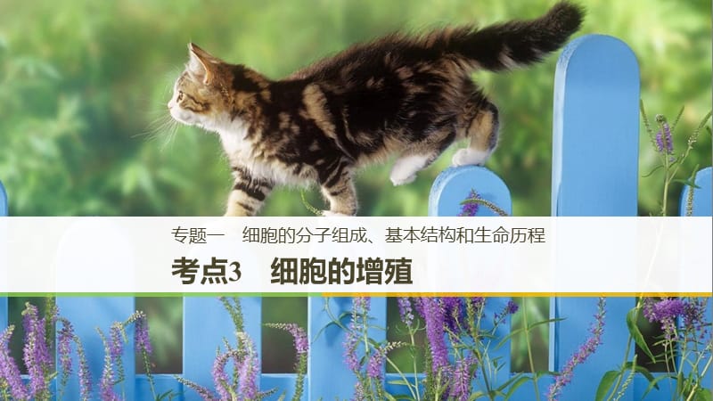 （通用版）2019版高考生物二輪復(fù)習(xí) 專(zhuān)題一 細(xì)胞的分子組成、基本結(jié)構(gòu)和生命歷程 考點(diǎn)3 細(xì)胞的增殖課件.ppt_第1頁(yè)