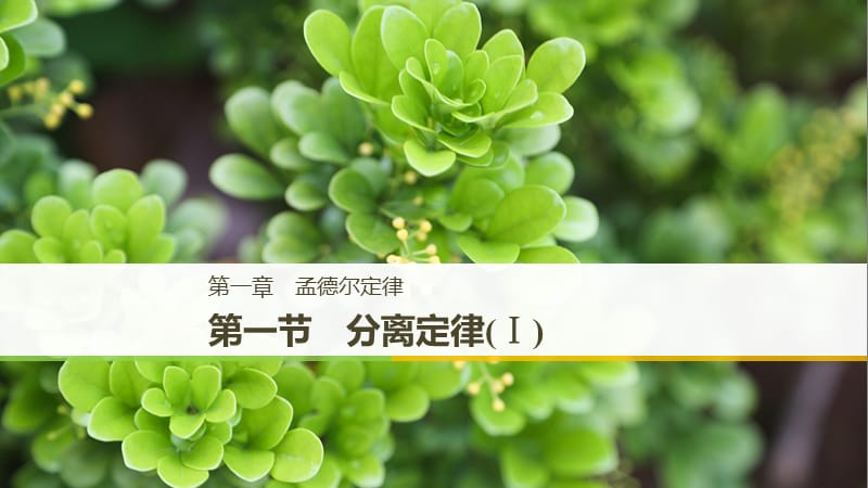 （通用版）2018-2019版高中生物 第一章 孟德尔定律 第一节 分离定律（Ⅰ）课件 浙科版必修2.ppt_第1页