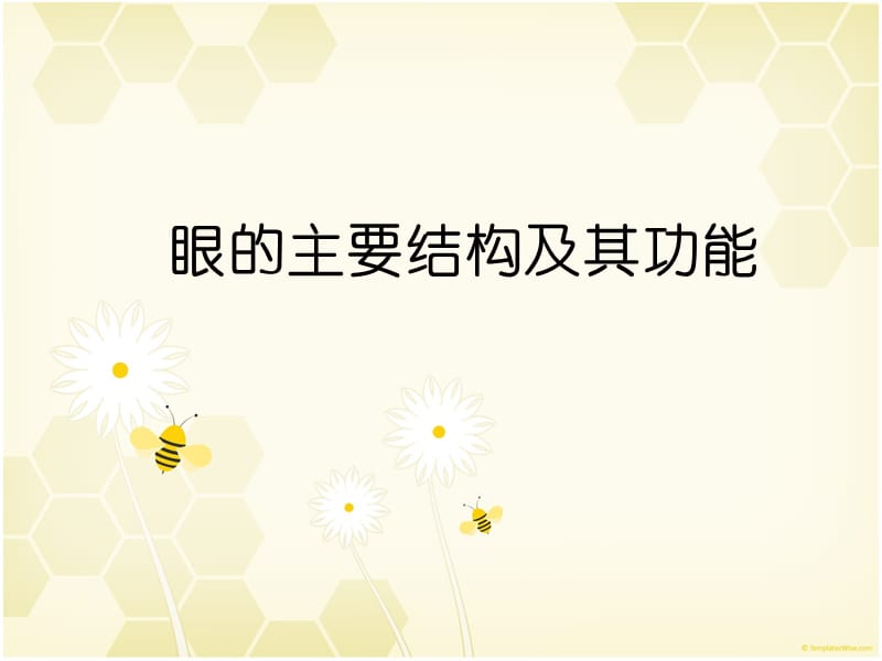 眼的主要结构及其功能.ppt_第1页