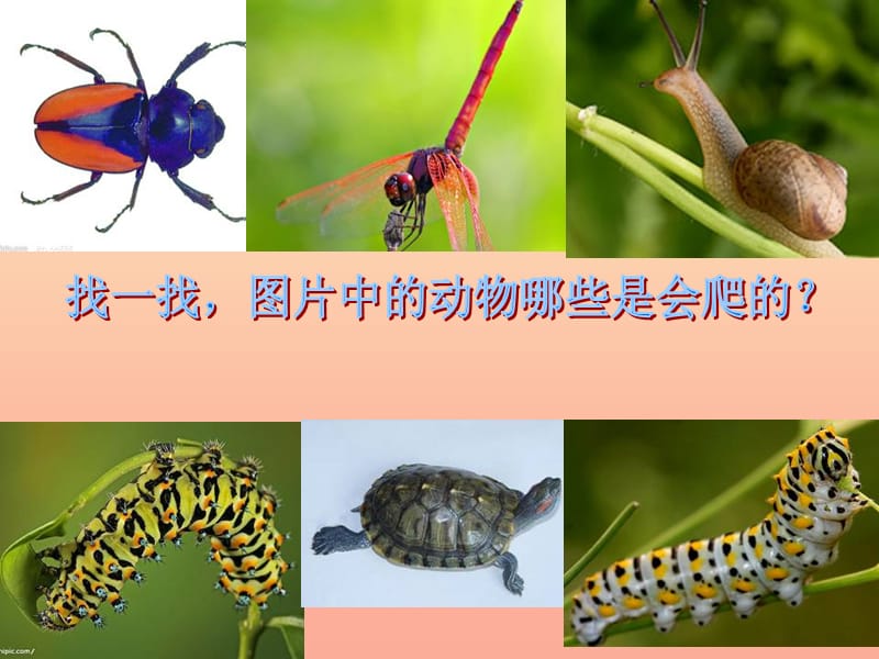 2019春二年級(jí)美術(shù)下冊(cè) 第17課《會(huì)爬的玩具》課件4 人教版.ppt_第1頁(yè)