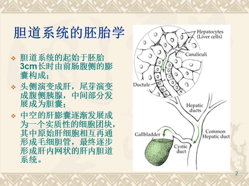 胆道解剖ppt课件_第2页