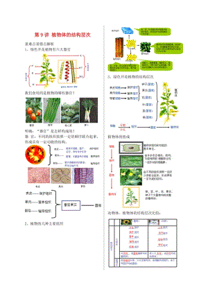 江蘇省大豐市七年級生物上冊 第9講 植物體的結構層次講義 蘇教版.doc