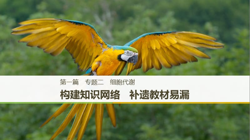 （江苏专版）2019版高考生物二轮增分策略 专题二 细胞代谢 构建知识网络 补遗教材遗漏学案.ppt_第1页