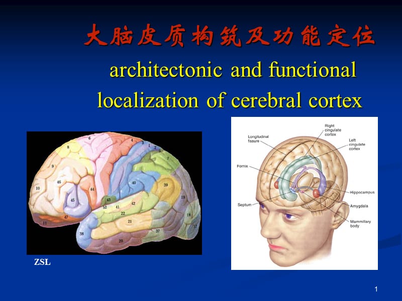 大脑皮质结构与功能分区ppt课件_第1页