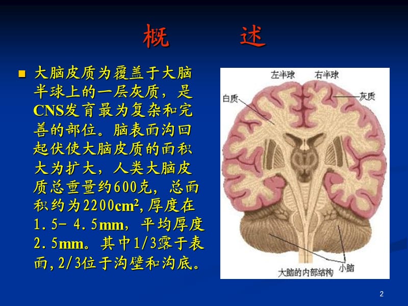 大脑皮质结构与功能分区ppt课件_第2页