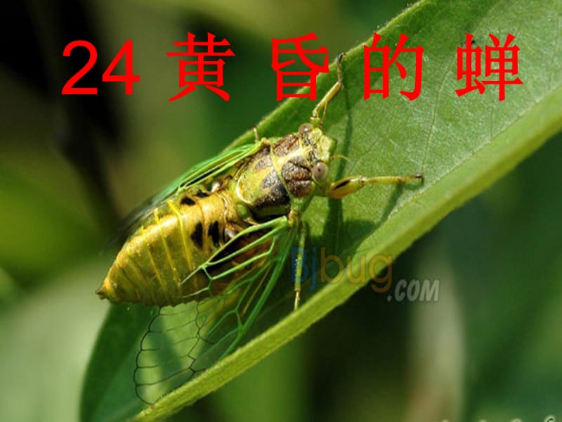 2019年四年級(jí)語(yǔ)文上冊(cè)《黃昏的蟬》課件3 語(yǔ)文A版.ppt_第1頁(yè)