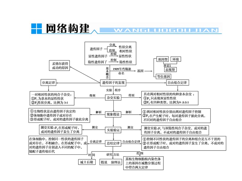 等位基因、非等位基因.ppt_第1页