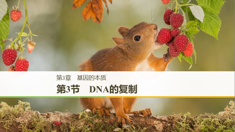 （粵渝冀遼蘇皖閩鄂湘津京魯瓊專用）2018-2019學年高中生物 第3章 基因的本質(zhì) 第3節(jié) DNA的復(fù)制課件 新人教版必修2.ppt_第1頁