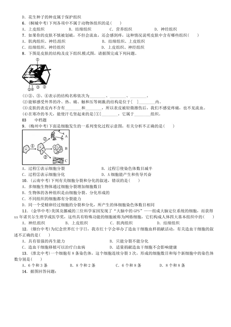 七年级科学上册 第2章 观察生物 第3节 生物体的结构层次 第1课时 细胞的分裂、生长和分化 组织习题 浙教版.doc_第2页