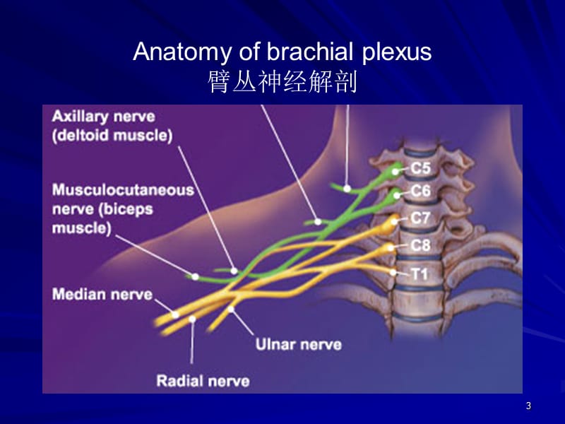 MRI臂丛神经检查ppt课件_第3页