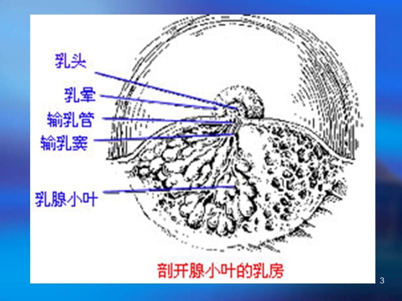 乳腺肿瘤病人的护理ppt课件_第3页