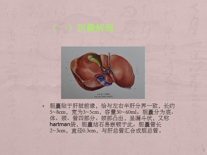 胆囊结石的形成ppt课件_第3页