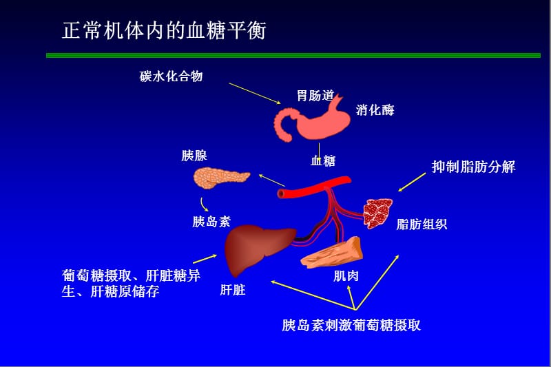 2型糖尿病的病理生理机制与理性化治疗策略ppt课件_第3页