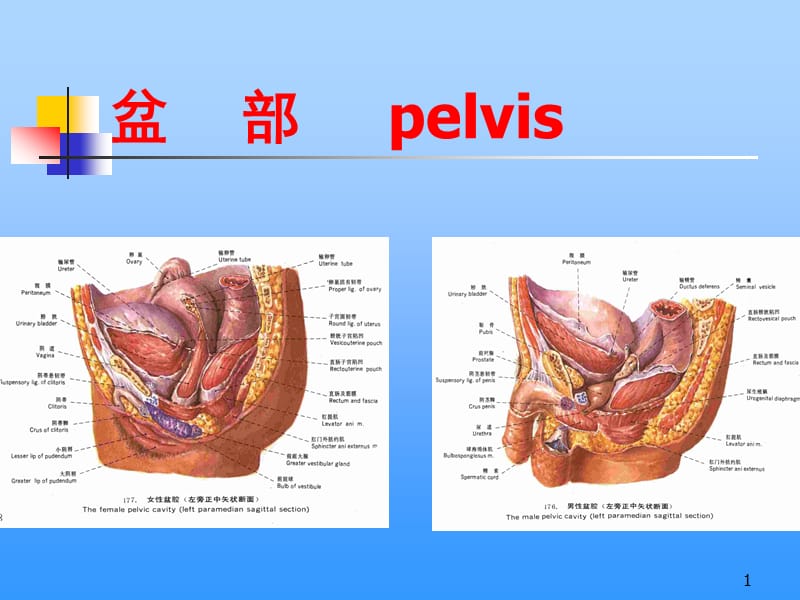 骨盆部局部解剖ppt课件_第1页