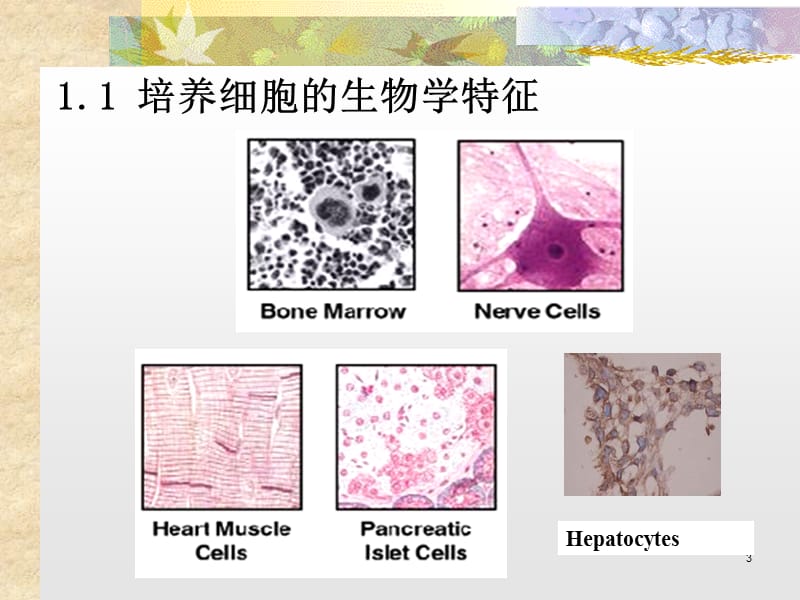 动物细胞培养技术ppt课件_第3页