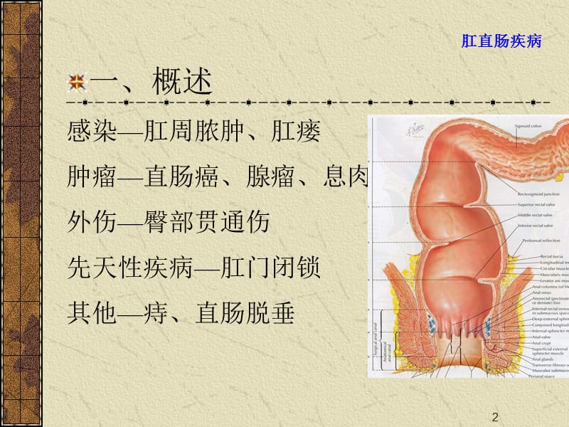 肛直肠疾病ppt课件_第2页