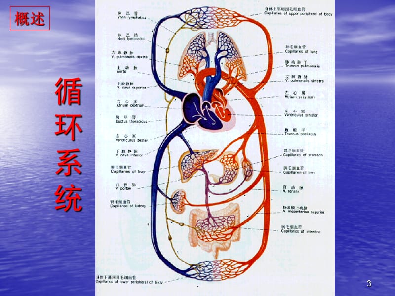 病理生理心力衰竭ppt演示课件_第3页