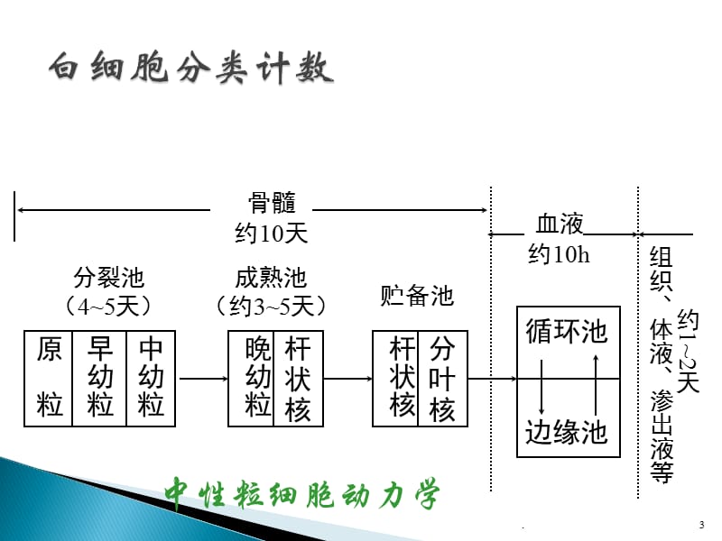 白细胞计数和白细胞分类计数ppt演示课件_第3页