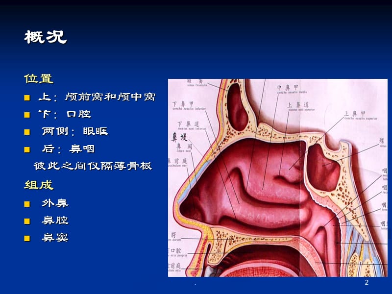 鼻鼻窦解剖ppt演示课件_第2页