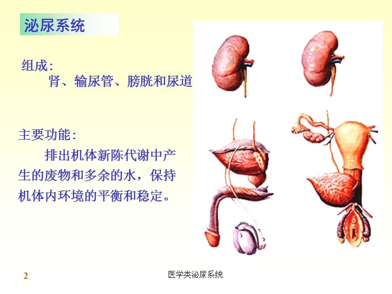 【泌尿系统】泌尿系统完整结构_第2页