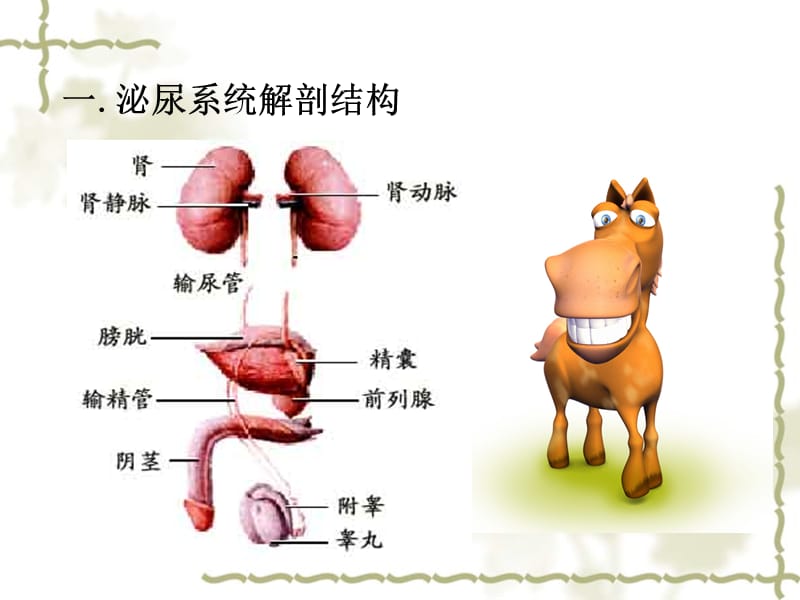 【泌尿系统】泌尿系结石ppt讲解_第3页