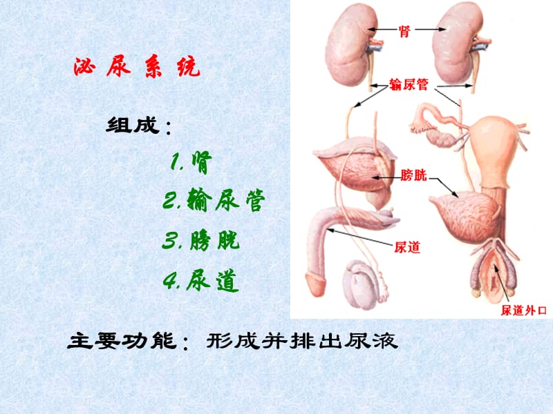 【泌尿系统】解剖-泌尿系统_第2页