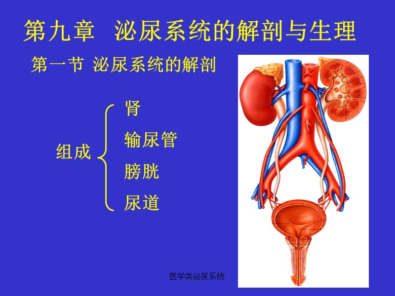 【泌尿系统】第九章-泌尿系统解剖与生理_第1页