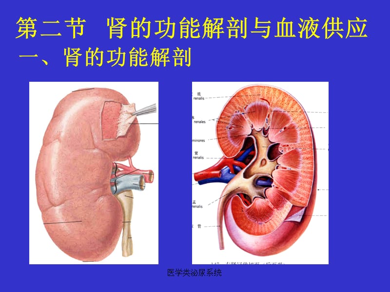 【泌尿系统】第九章-泌尿系统解剖与生理_第3页