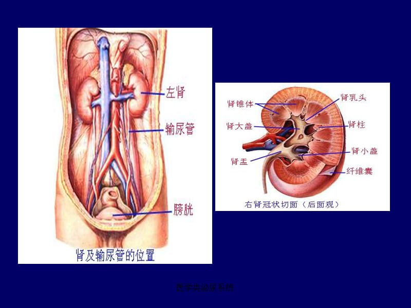 【泌尿系统】泌尿系统影像学表现(详细、全面)_第2页