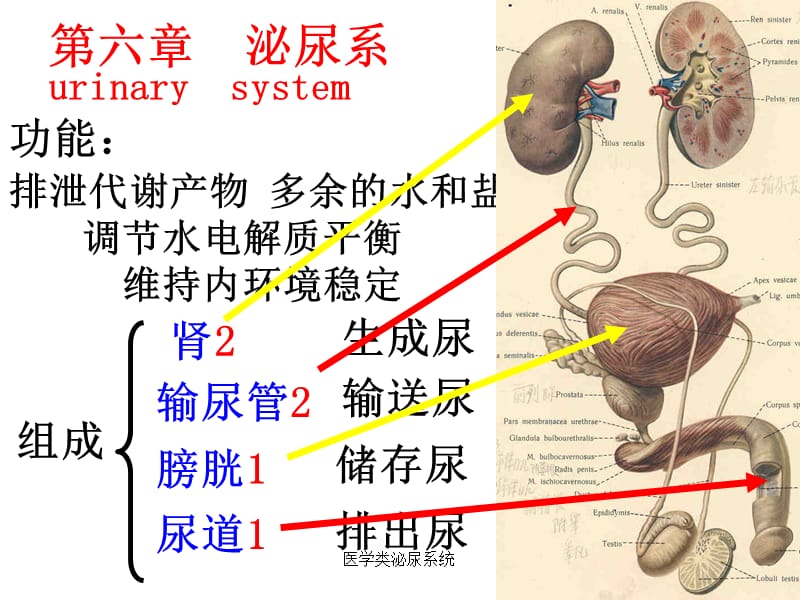 【泌尿系统】人体解剖学泌尿系统_第3页