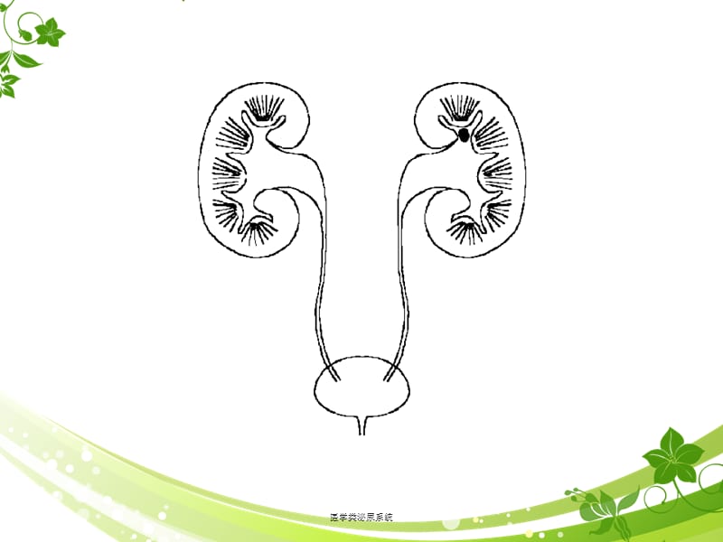 【泌尿系统】泌尿系结石健康教育ppt课件讲解_第3页