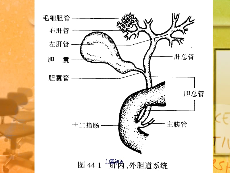 【胆】胆道疾病病人的护理ppt_第3页