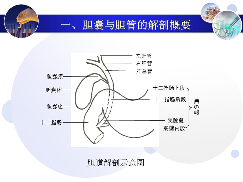 【胆】胆囊和胆管超声诊断(课件)_第3页