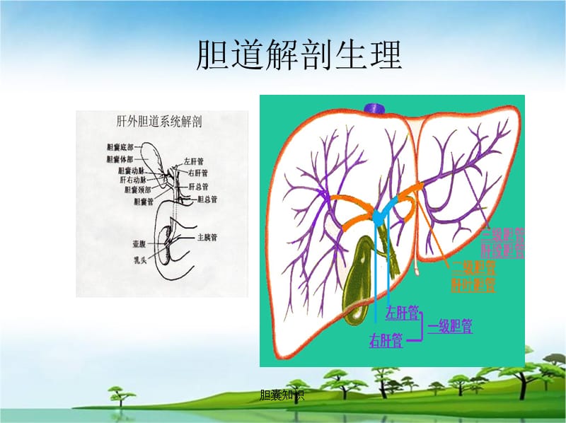 【胆】胆囊结石及其防治PPT课件_第2页