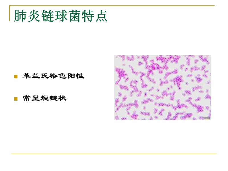 【肺炎PPT】肺炎链球菌和常用抗革兰氏阳性菌药物的应用特点_第3页
