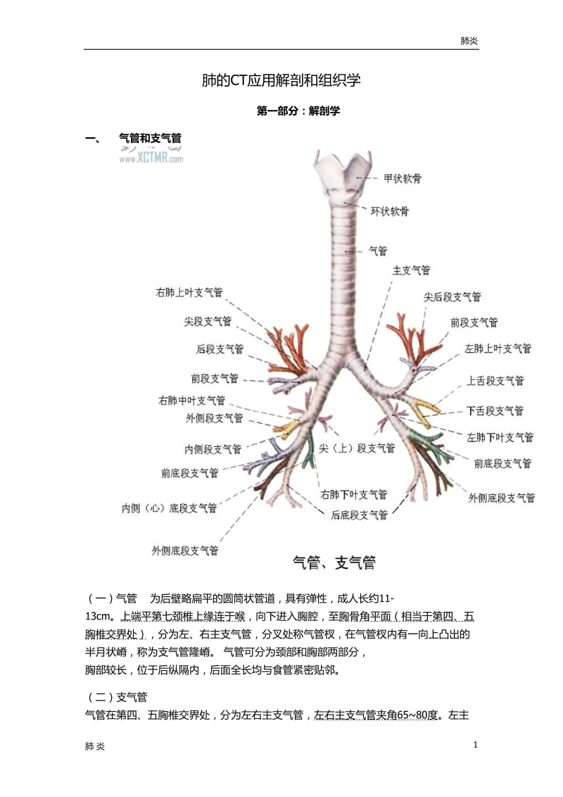 肺炎资料：肺解剖_第1页