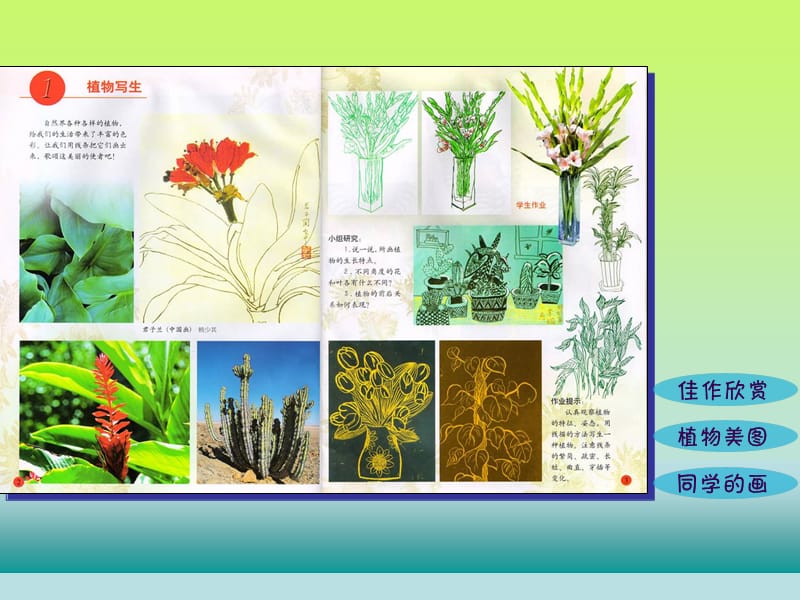 四年级下册美术课件－1植物写生｜人美版(共26张PPT)_第2页