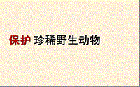 三年級下冊美術(shù)課件－19《保護(hù)野生動物》｜人教新課標(biāo)(共12張PPT)