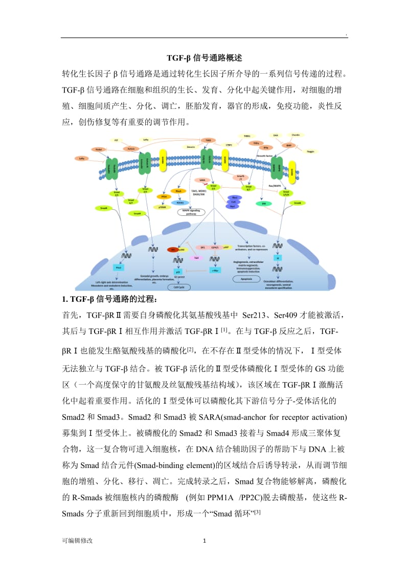 TGF-β 信号通路详解.doc_第1页