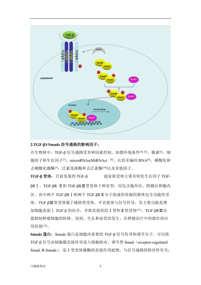 TGF-β 信号通路详解.doc_第2页