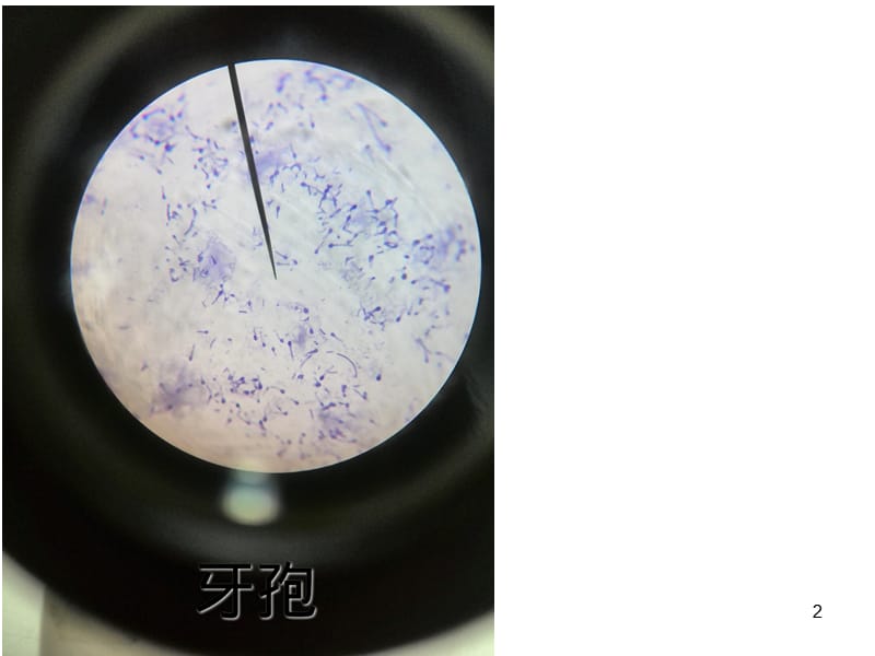 微生物实验室切片整理合集ppt课件_第2页