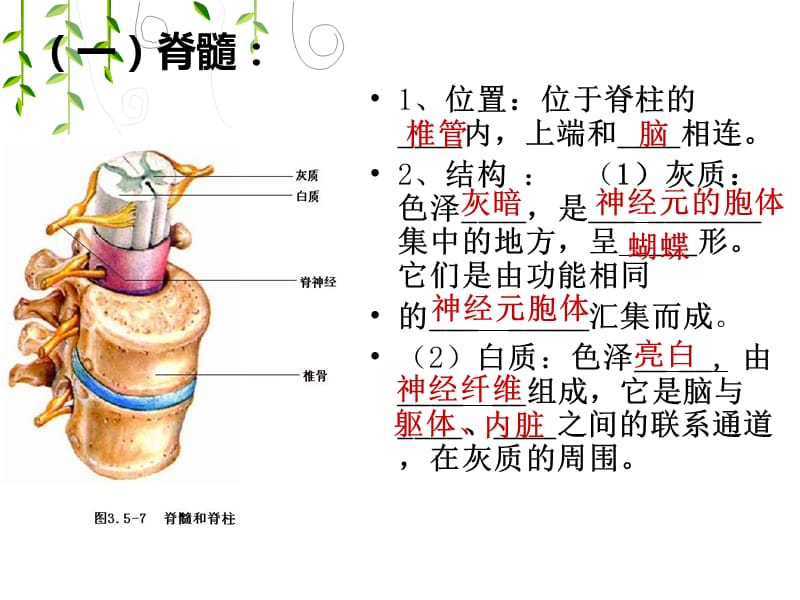 神经调节的结构基础ppt课件_第2页