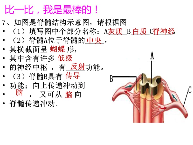 神经调节的结构基础ppt课件_第3页