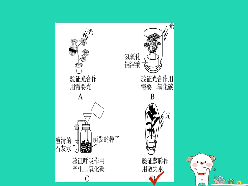 （江西专版）2019中考生物第2部分专题四绿色植物的三大生理作用复习课件_第3页