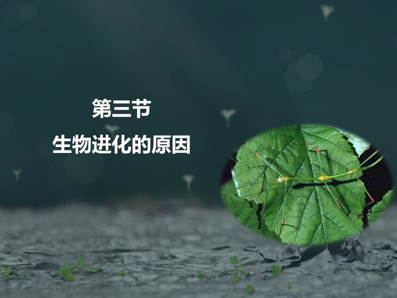 《生物進化的原因》課件.ppt_第1頁