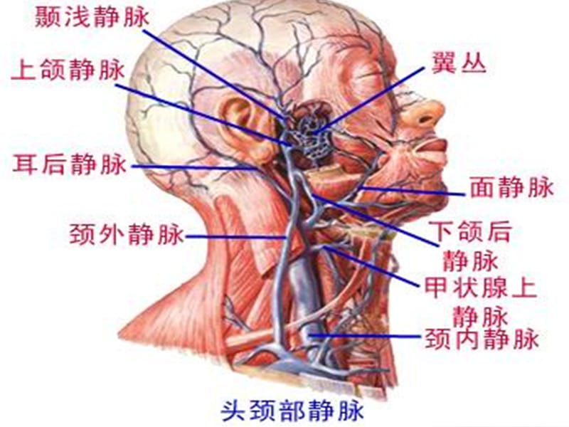 《颈内静脉血栓》PPT课件.ppt_第2页