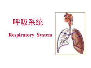 呼吸系统组织胚胎学ppt课件