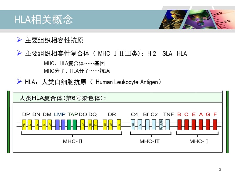 HLA-B27检测及其临床应用.ppt_第3页